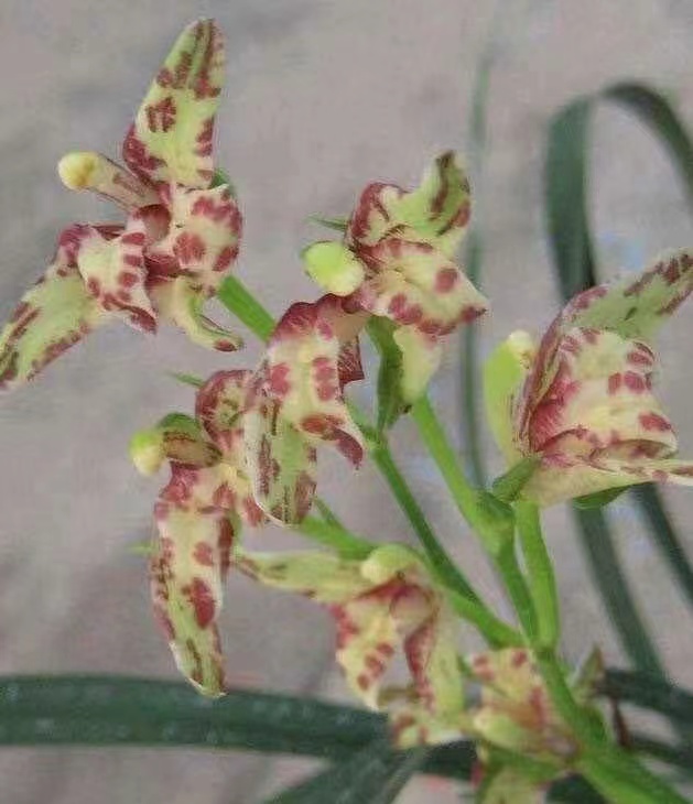 建兰【五福圣火】色花的新高度具有极强的视觉冲击力