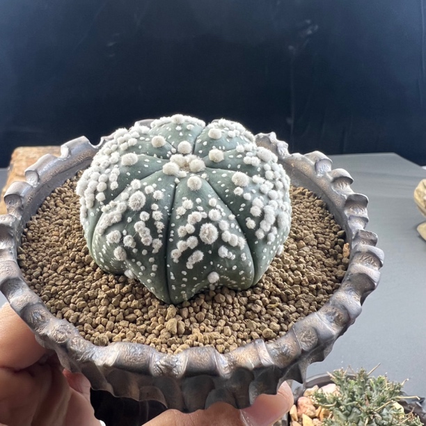 花园兜种播实生花泉仙人球一物一拍