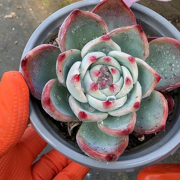 228 惊鸿仙子多肉7-9cm