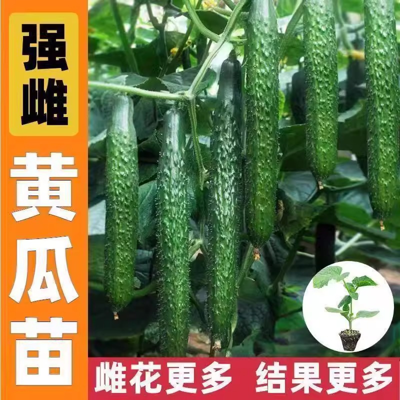 黄瓜苗秧夏播口感好耐热高产四季蔬菜种子秋盆栽阳台小院绿心园艺
