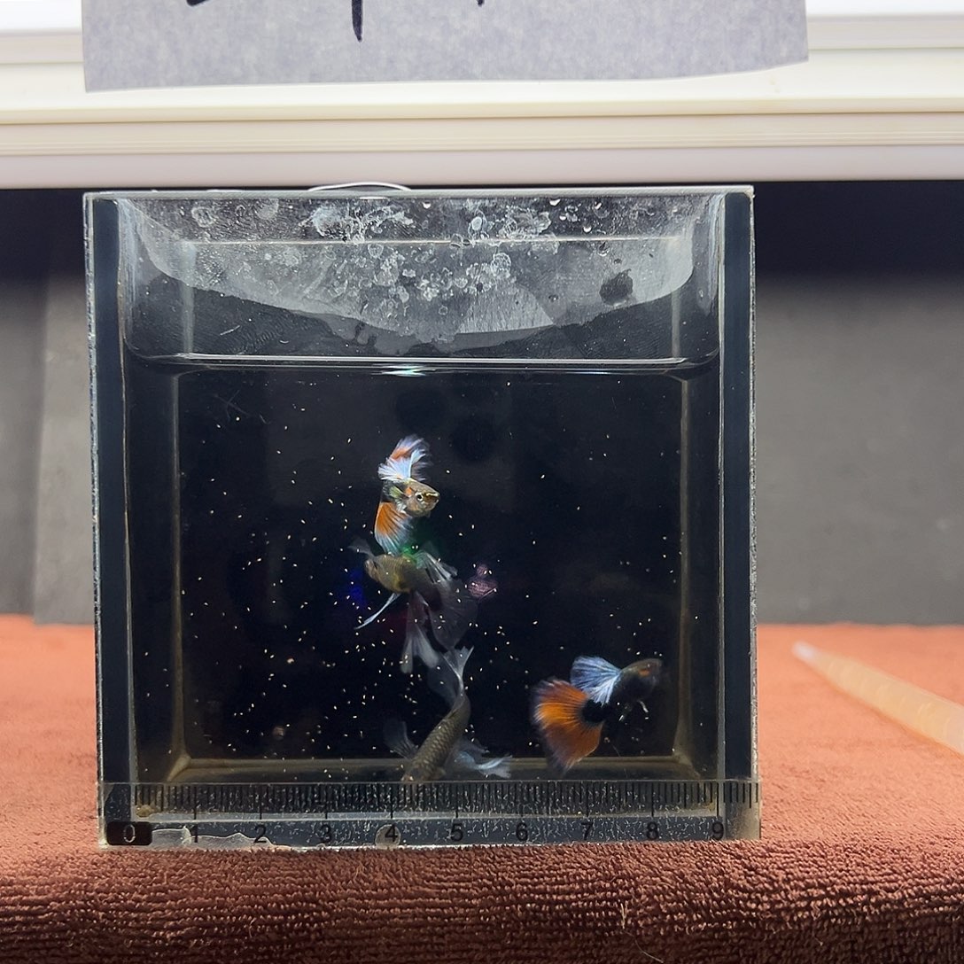 孔雀鱼蓝礼服绣球大c两对