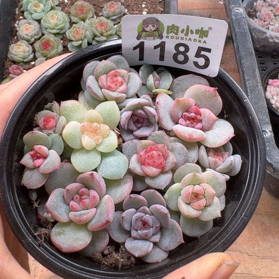 多肉植物多肉植物