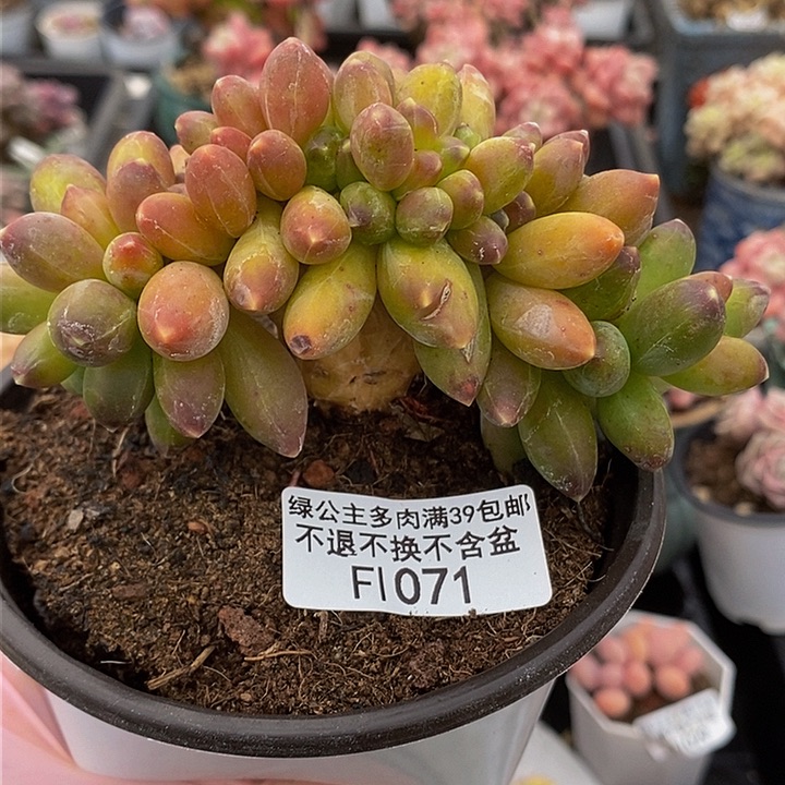 香蕉树缀12cm1071多肉植物