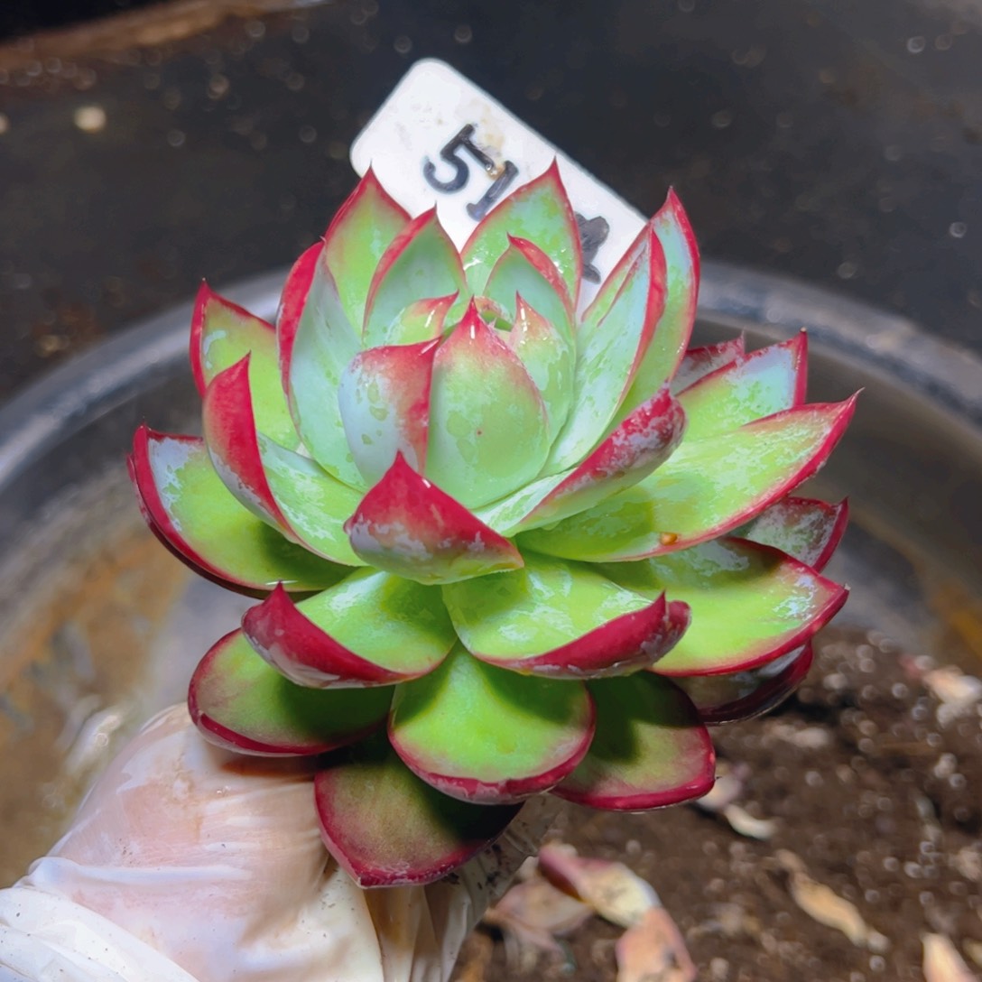 惊鸿仙子一物一拍5124号