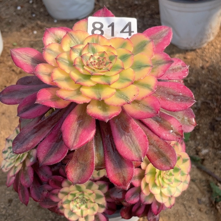 黄814多肉月蝉植物