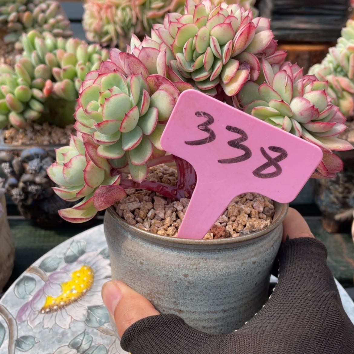 【闪购商品】L****?牡丹亭338