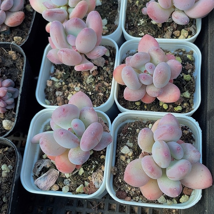 单头苹果奶2.8带盆