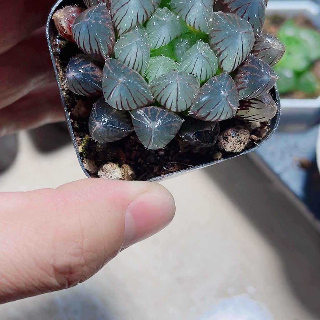 赤线雨露新手好养
