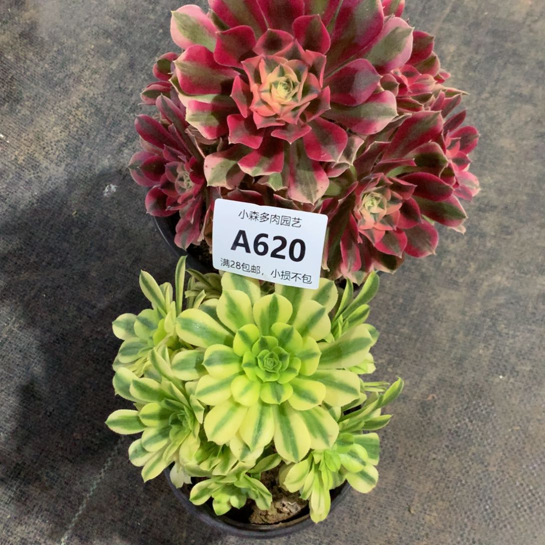 西**祥两颗女巫迈巴赫6200000