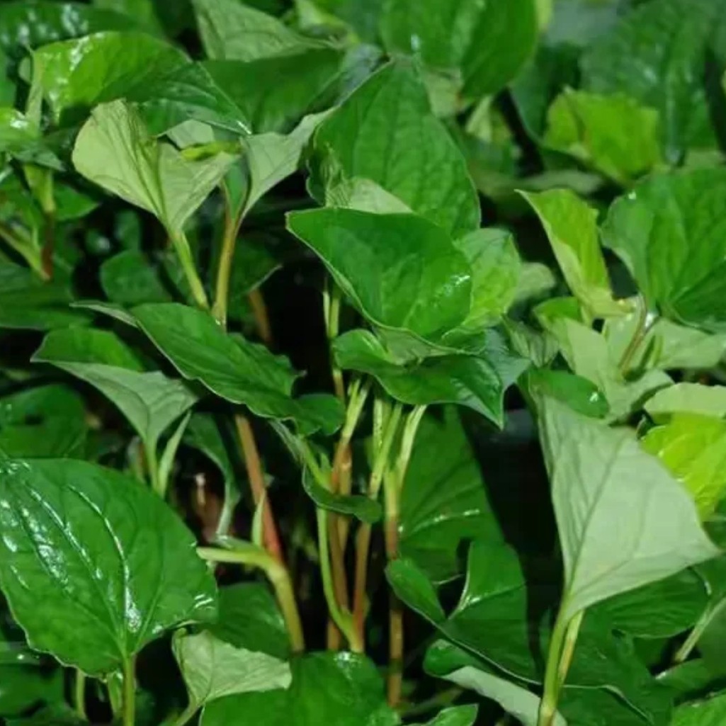 贵州高山红叶品种鱼腥草叶子生鲜贵州直发