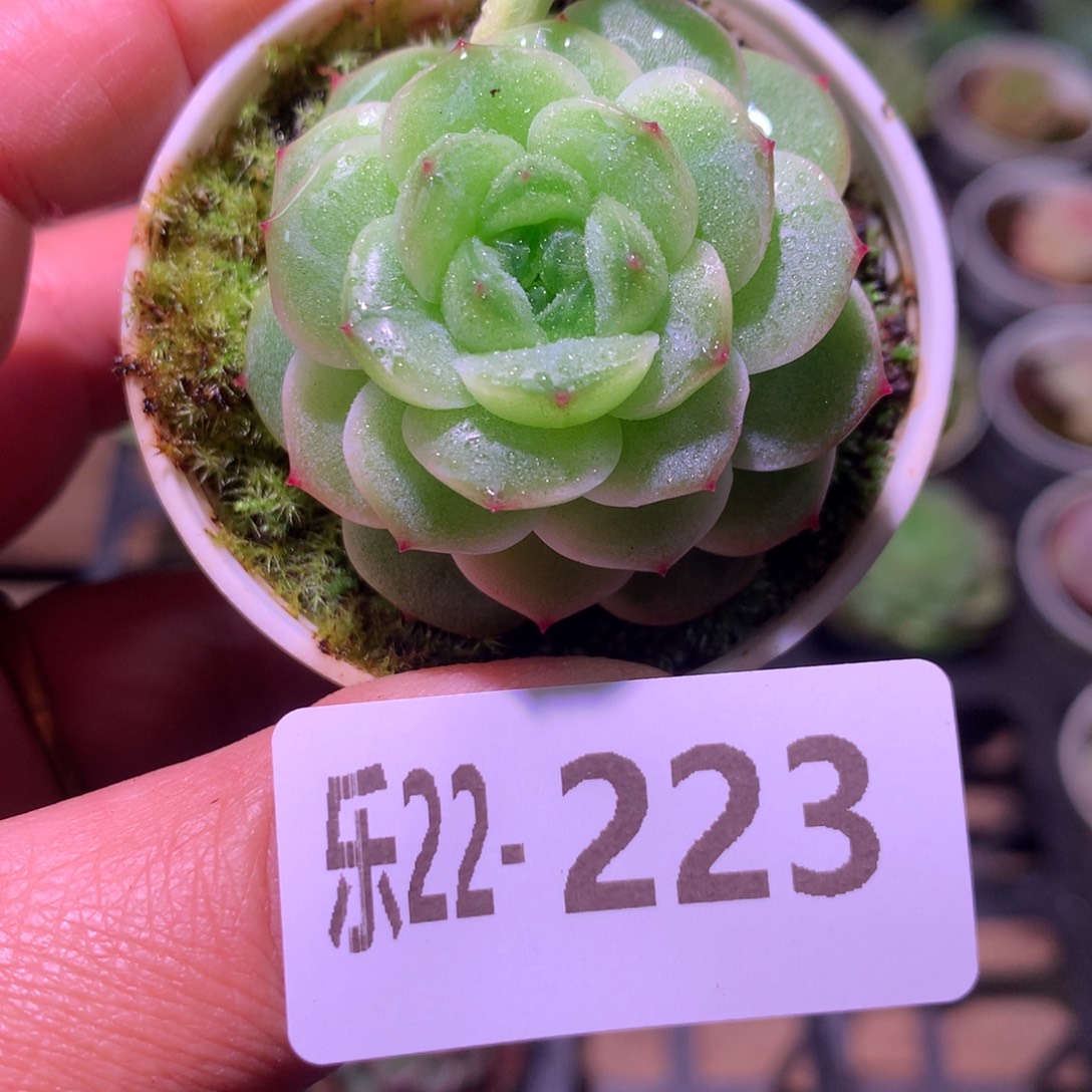 乐然22-223 珍妮新品 