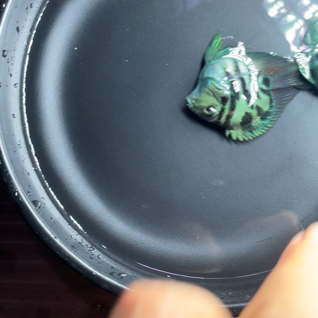 鹦鹉鱼极品宝蓝种鱼一对