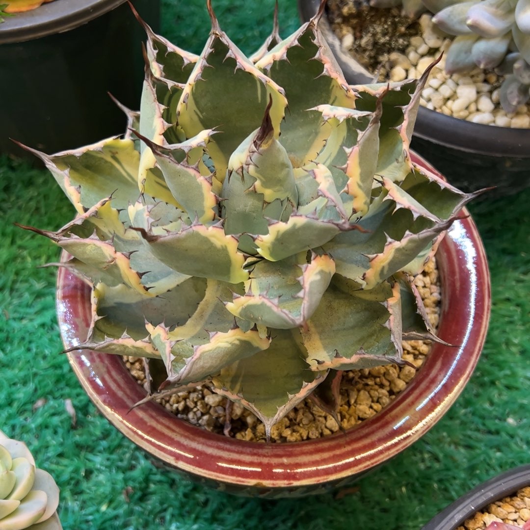 雷龙锦，，，，，，，，，，，，，，，，，，