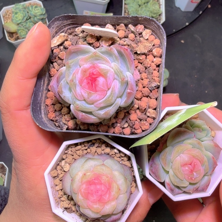 肉***肉多肉肉肉开心快乐