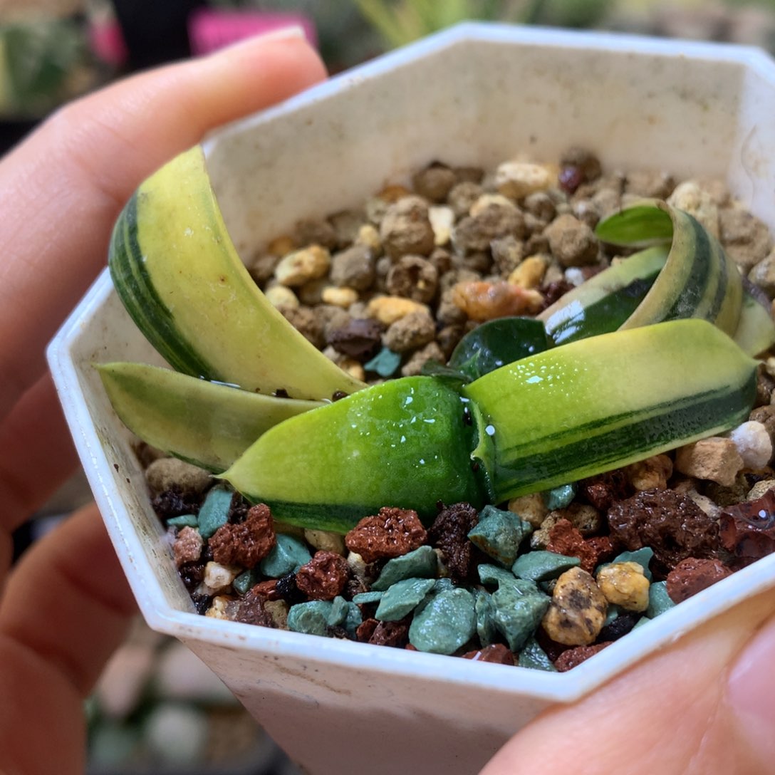 卧牛锦带盆土发货