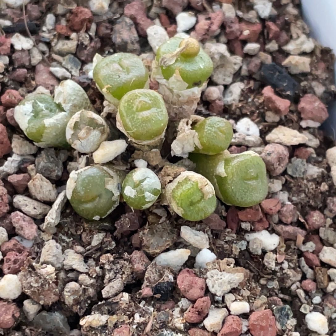 29-153方糖多肉锥植物