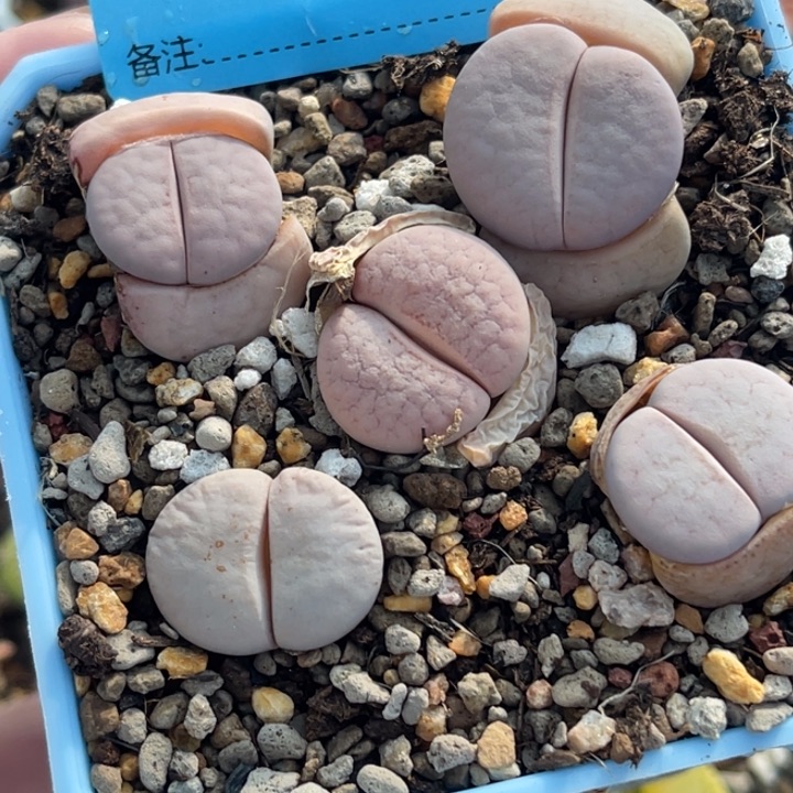 2621白曲5颗脱土发货