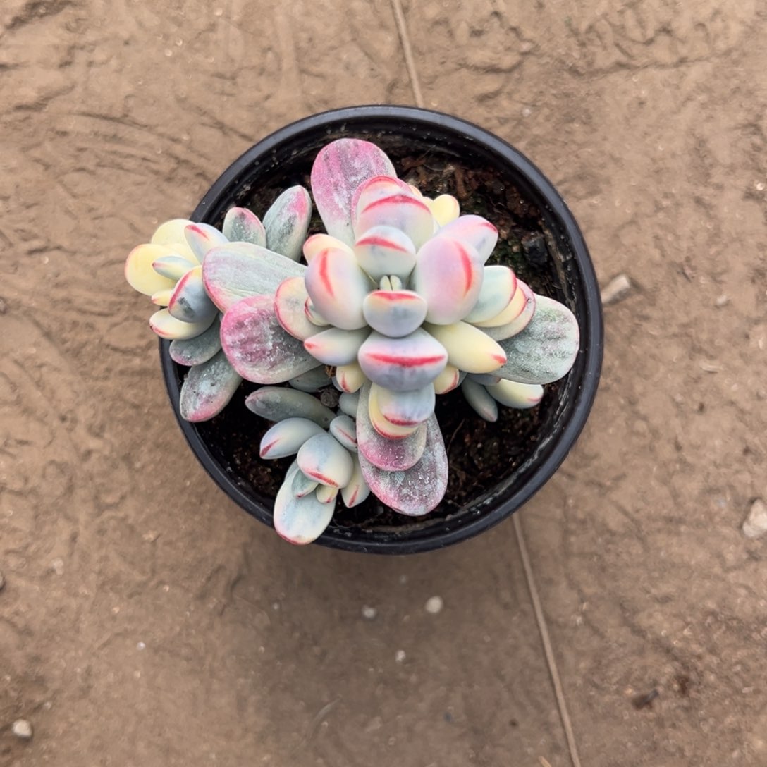 ๓***多肉乒乓福娘锦2599号