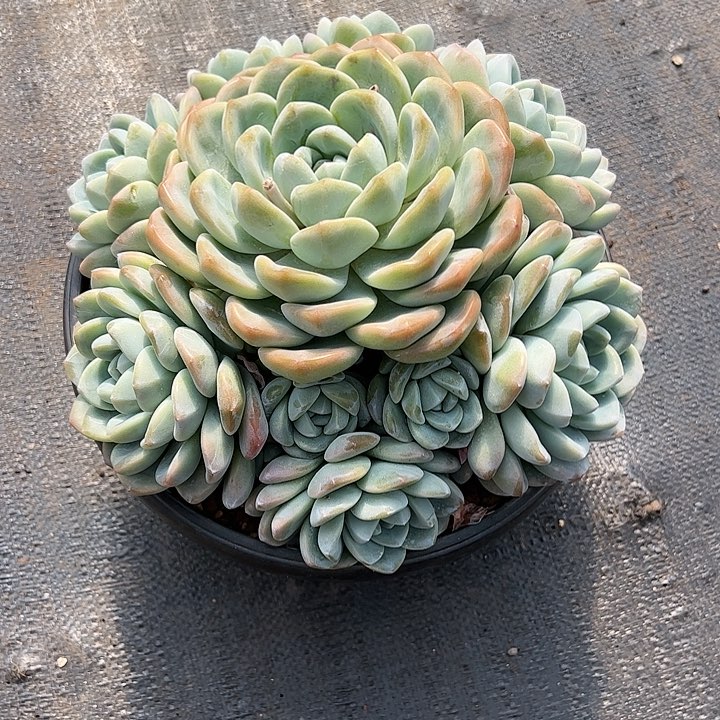 【闪购商品】冰玉大群