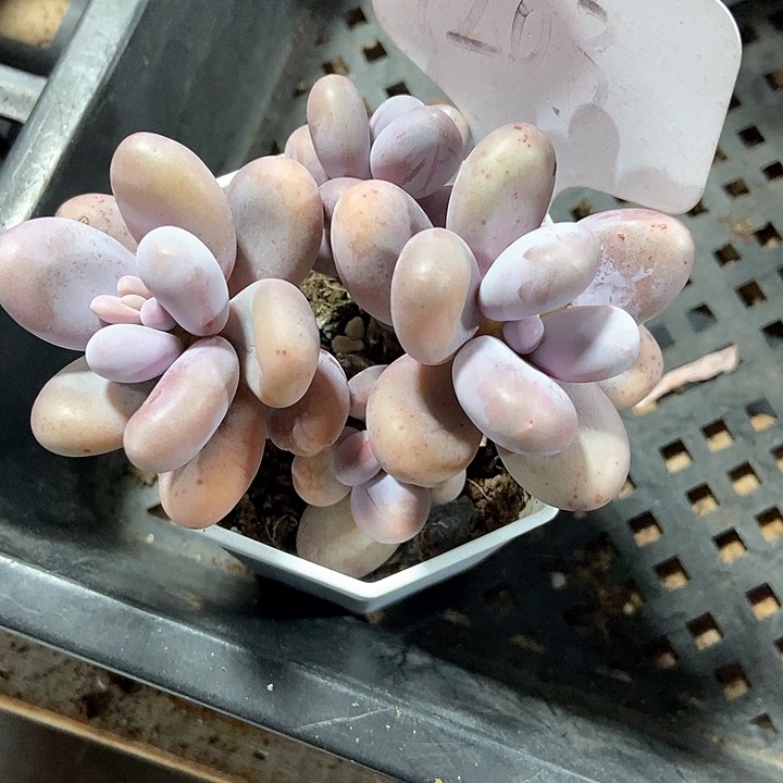 多肉植物1203duo r