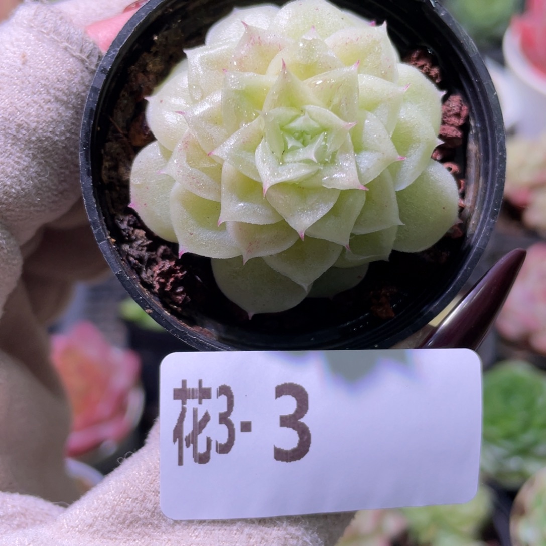 花利美3-3麦秆单头