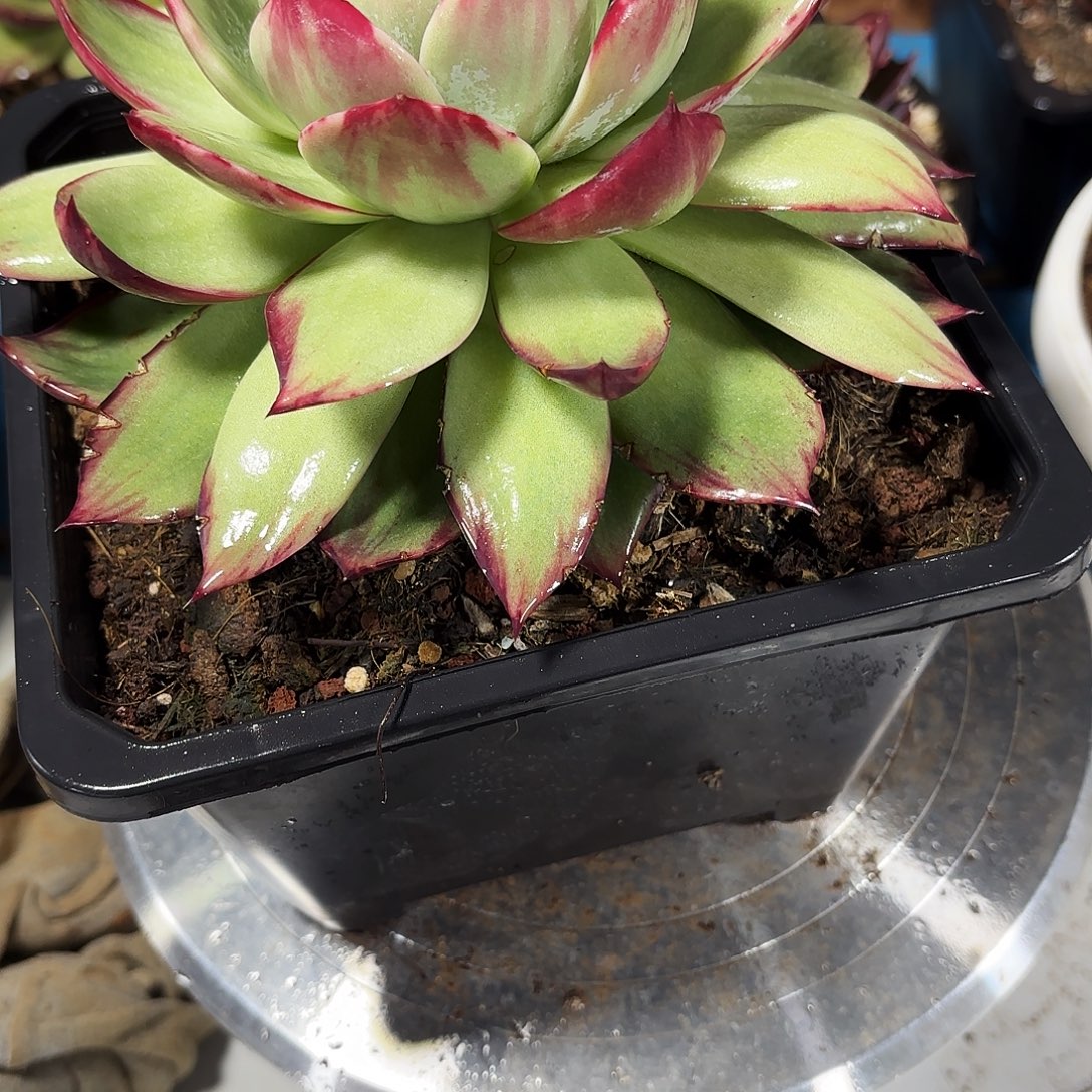 c***k无花朵接寄养肉肉哟