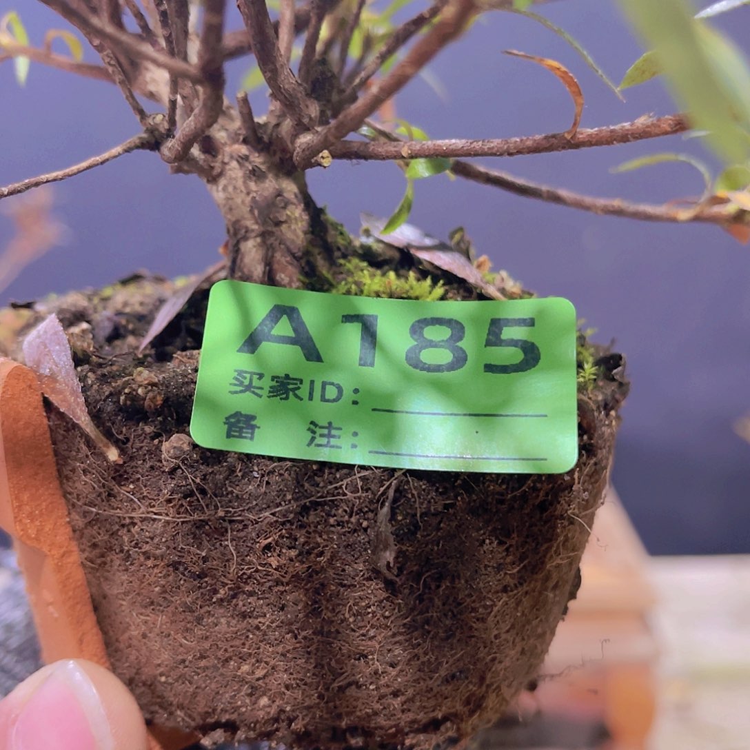 红陶直播时间一直一个