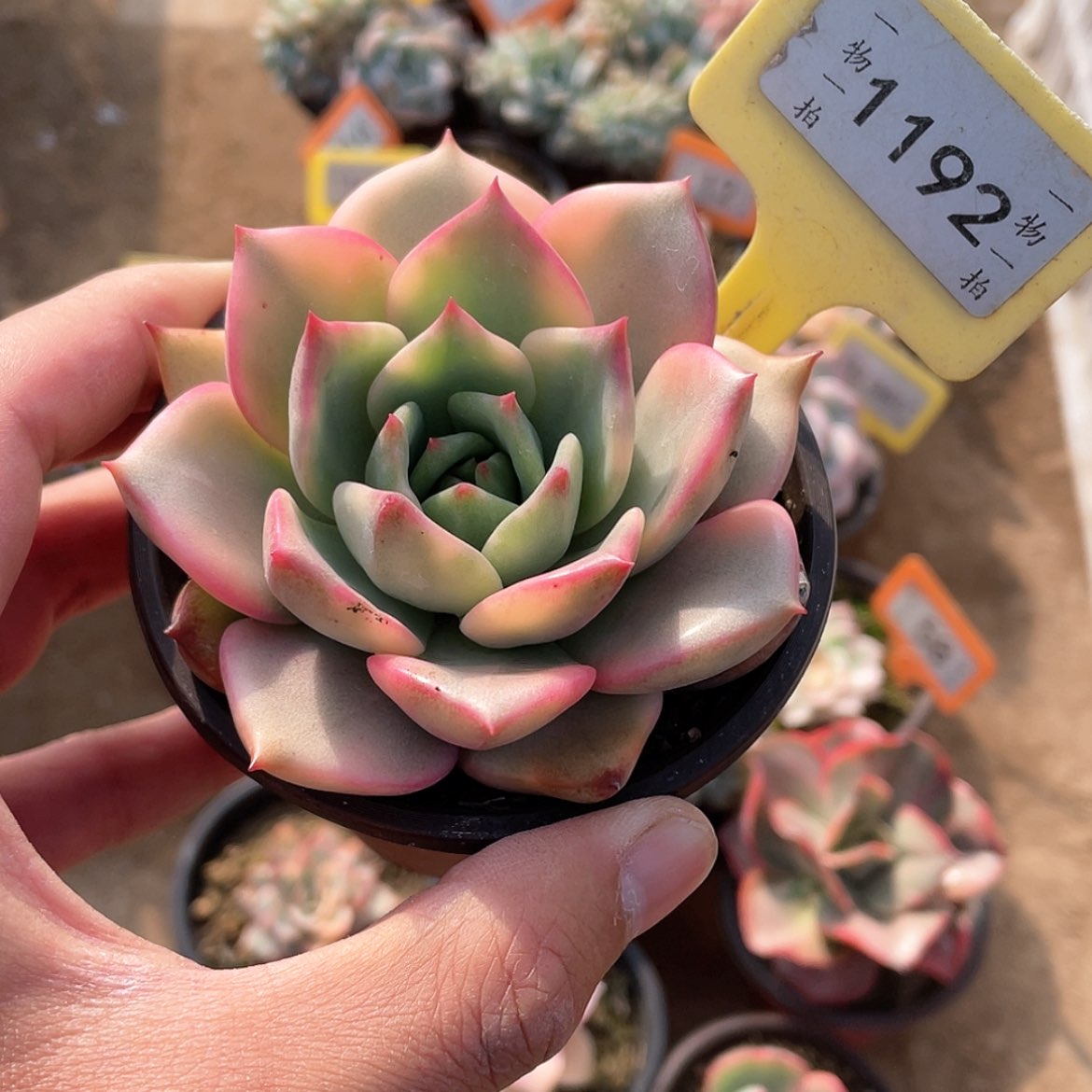 【闪购商品】1192号