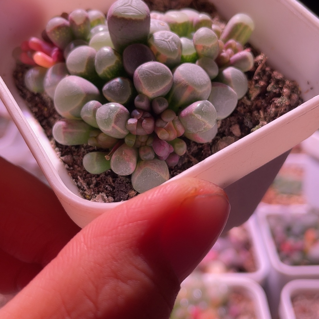 五十玲玉锦特价包邮