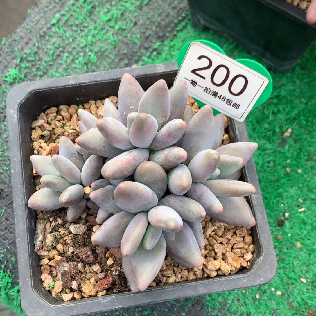 优***雅企鹅无砍一物一拍200