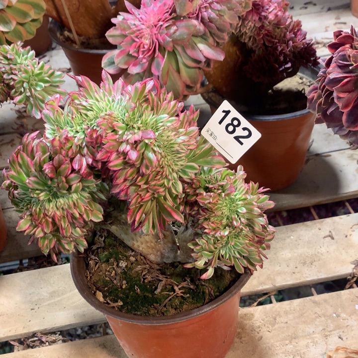 182红铜壶白锦缀多肉法师