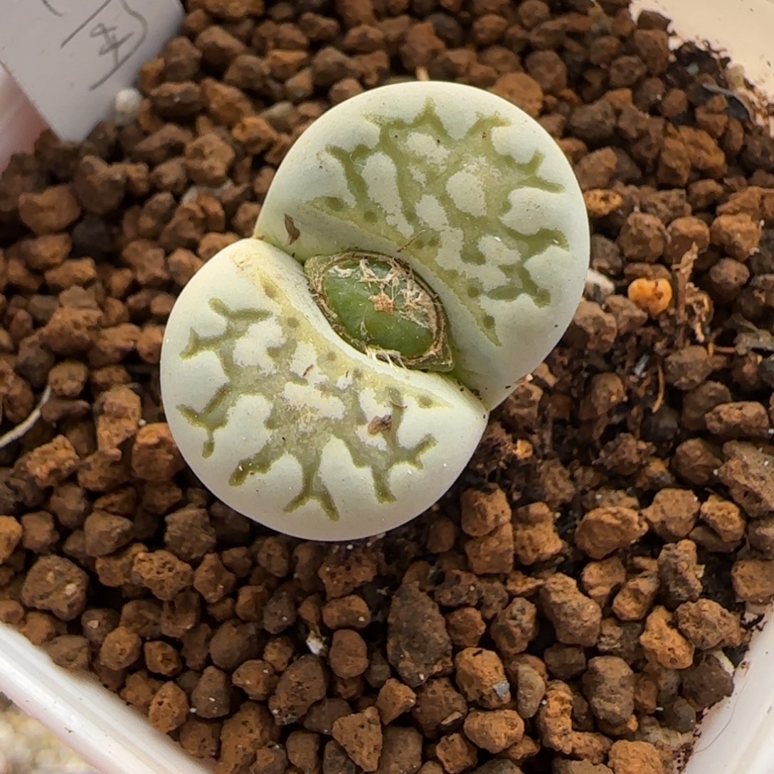 12.27。      绿网纹。    2011