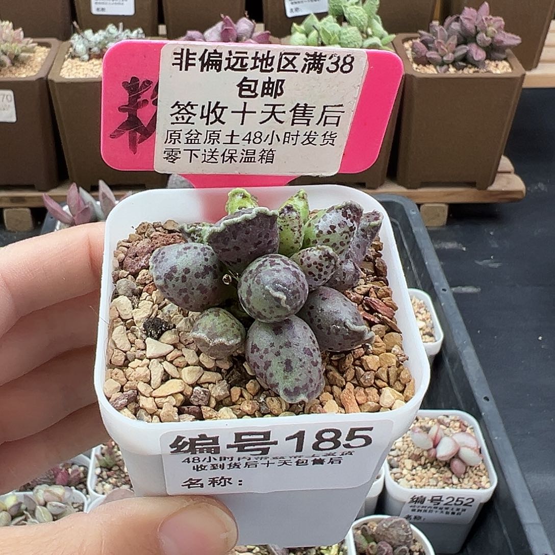 185达摩海豹多肉