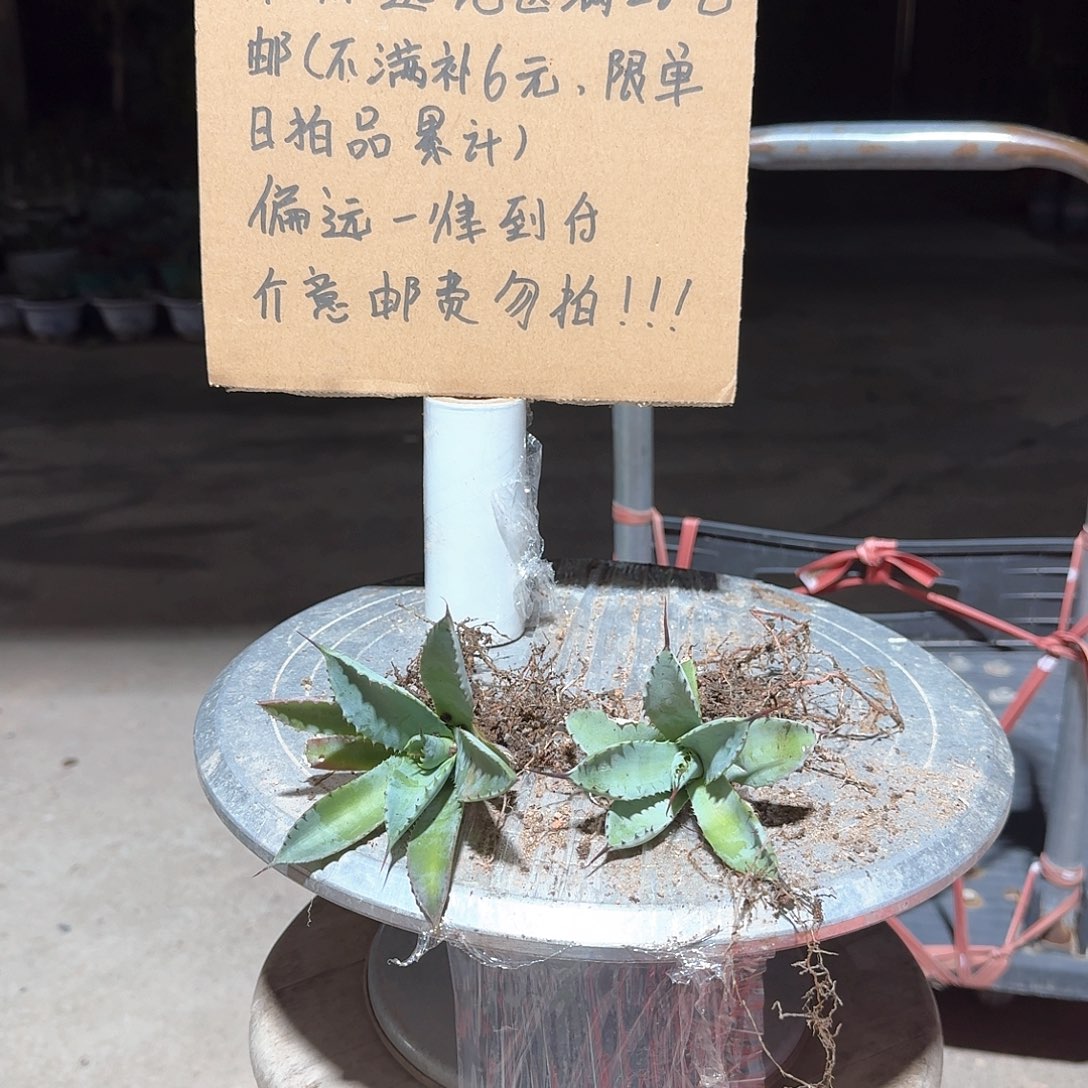 完全开放曲刺芭蕾龙舌兰两颗