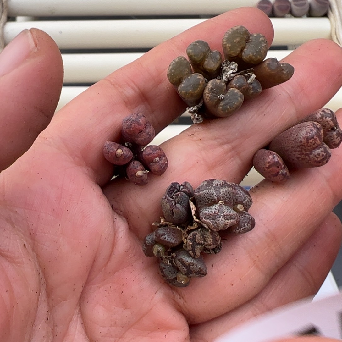 12.23好看的多肉脱土发货556