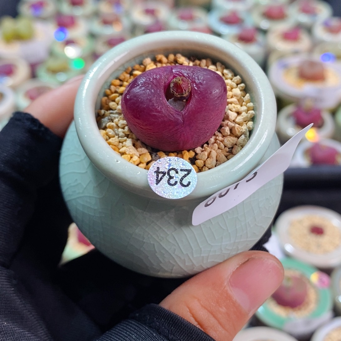 6073--一物一拍 带盆 