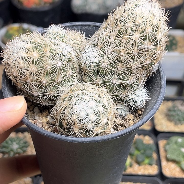 松球属孤僻丸母本老球9公分