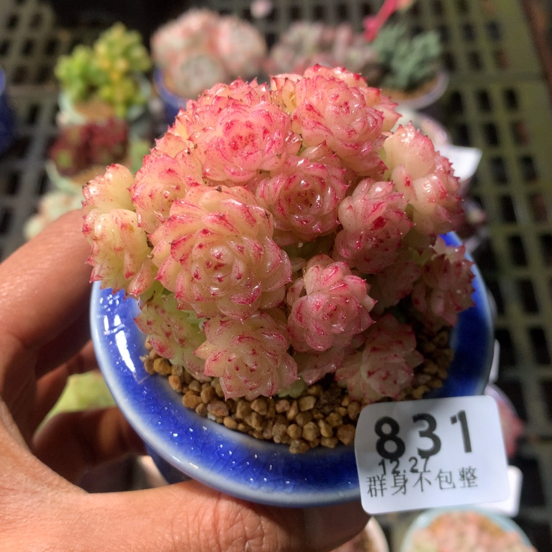 精控拇指盆12.27831