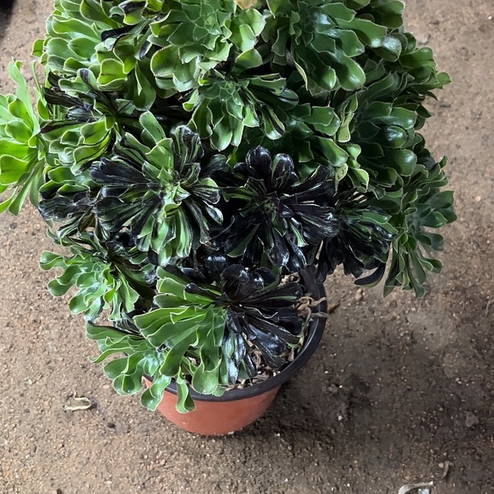 多肉植物水墨丹青锦…………