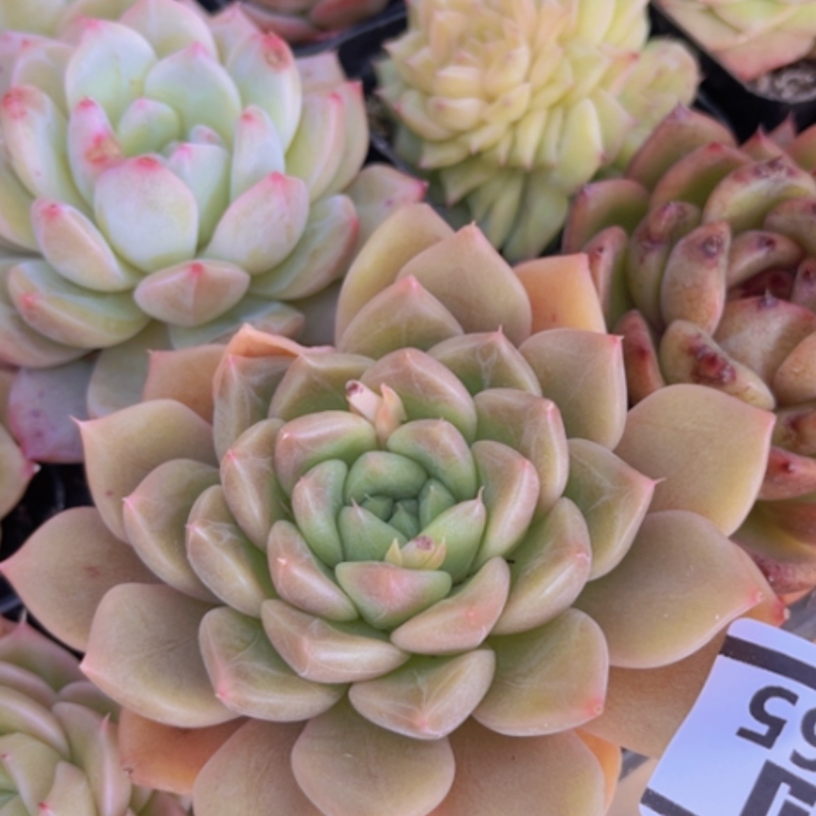 【闪购商品】杂05165