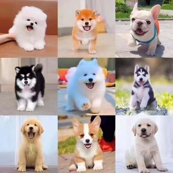 宠物纪念相册比熊泰迪拉布拉多边牧