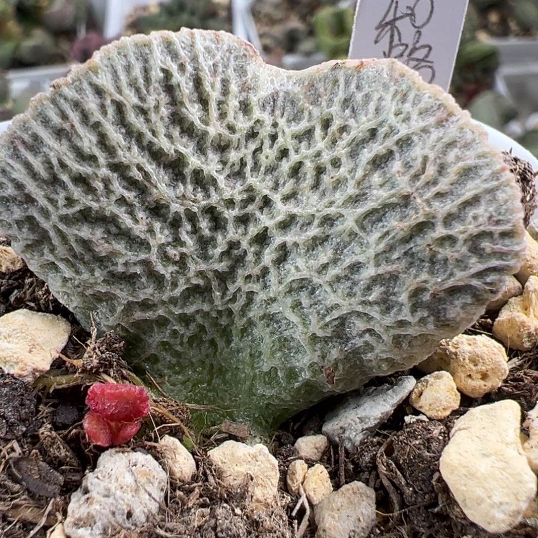 和路雪大苗多肉植物水泡