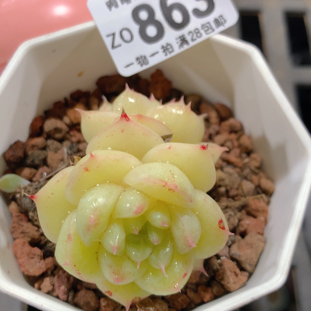 5CM拇指盆精控多肉ZO863