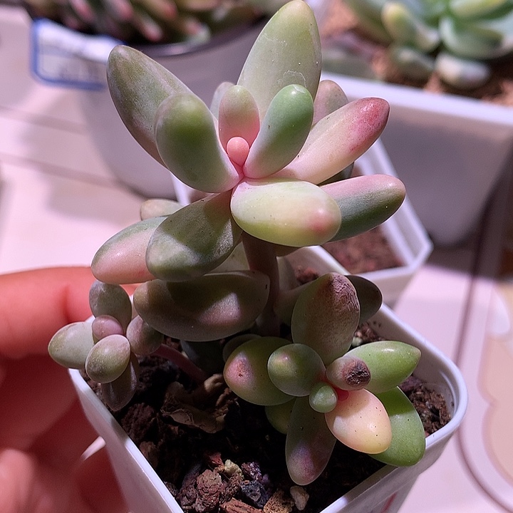 红手指拉丝锦两个侧芽