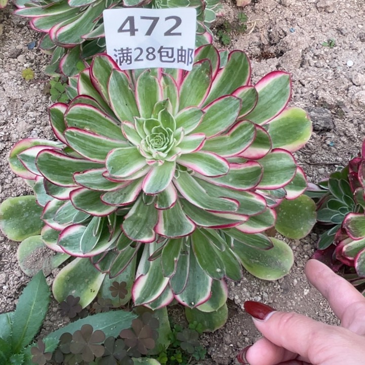 陈*姐472三号棚孔雀翎