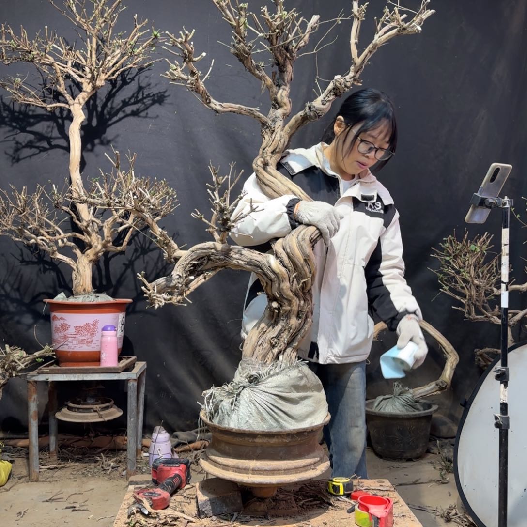 M***啡金银花金银花金银花