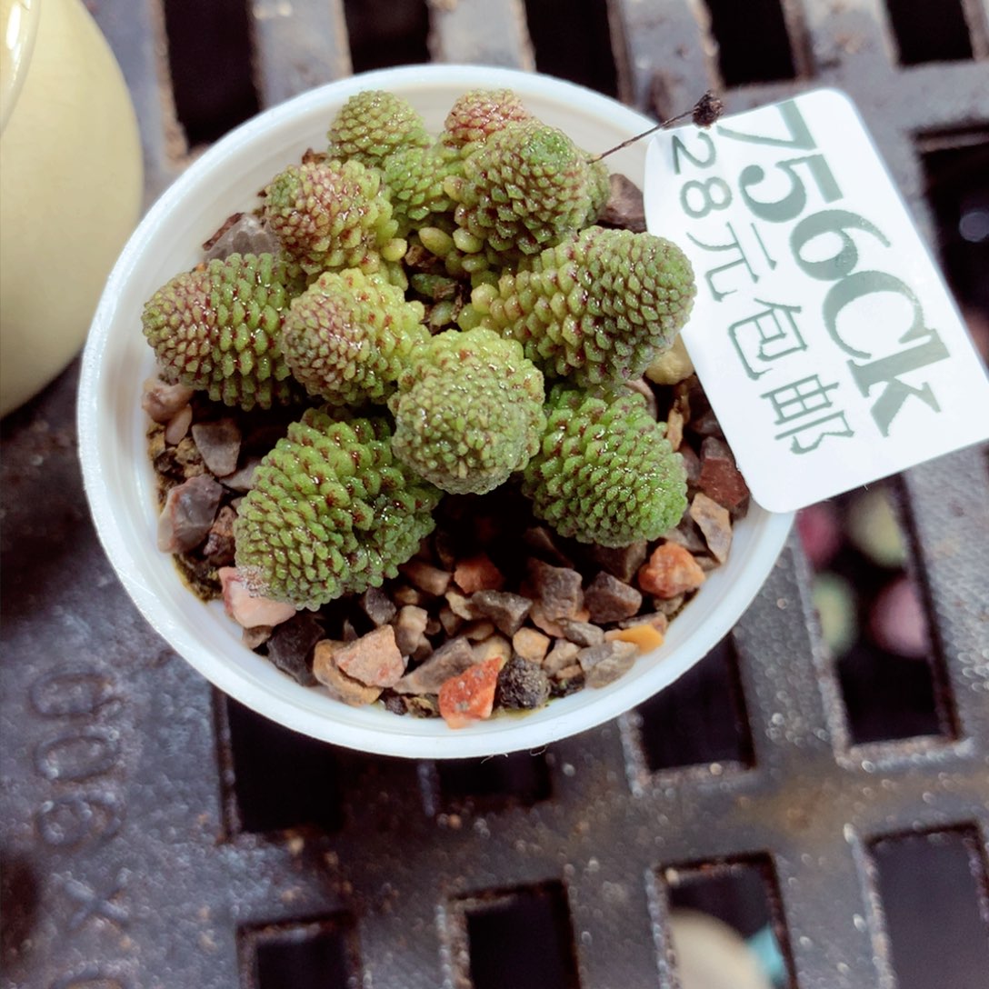 5厘米盆精控多肉756