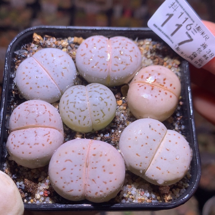 精品生石花116.117