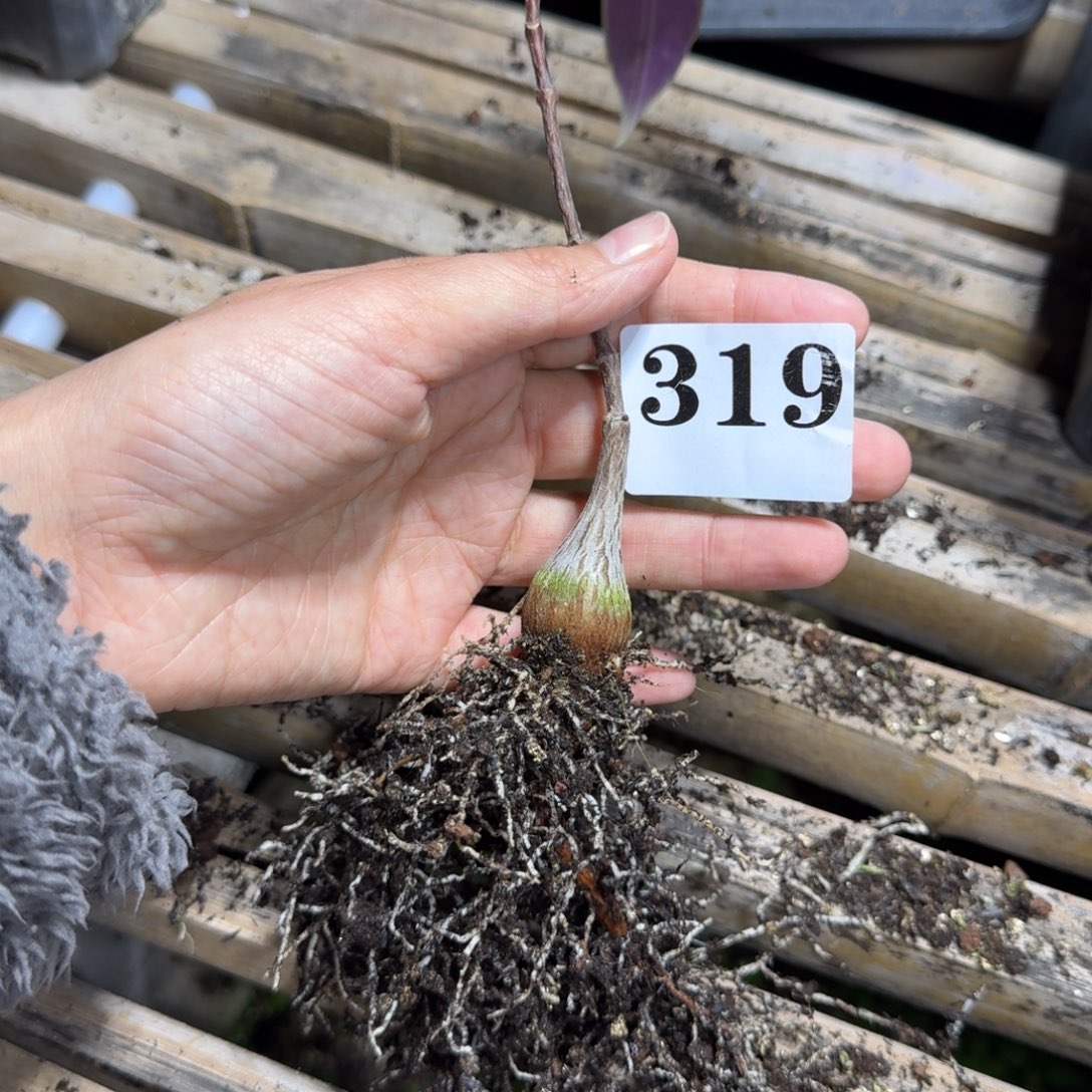 干****紫背萝藦一物一拍多肉植物