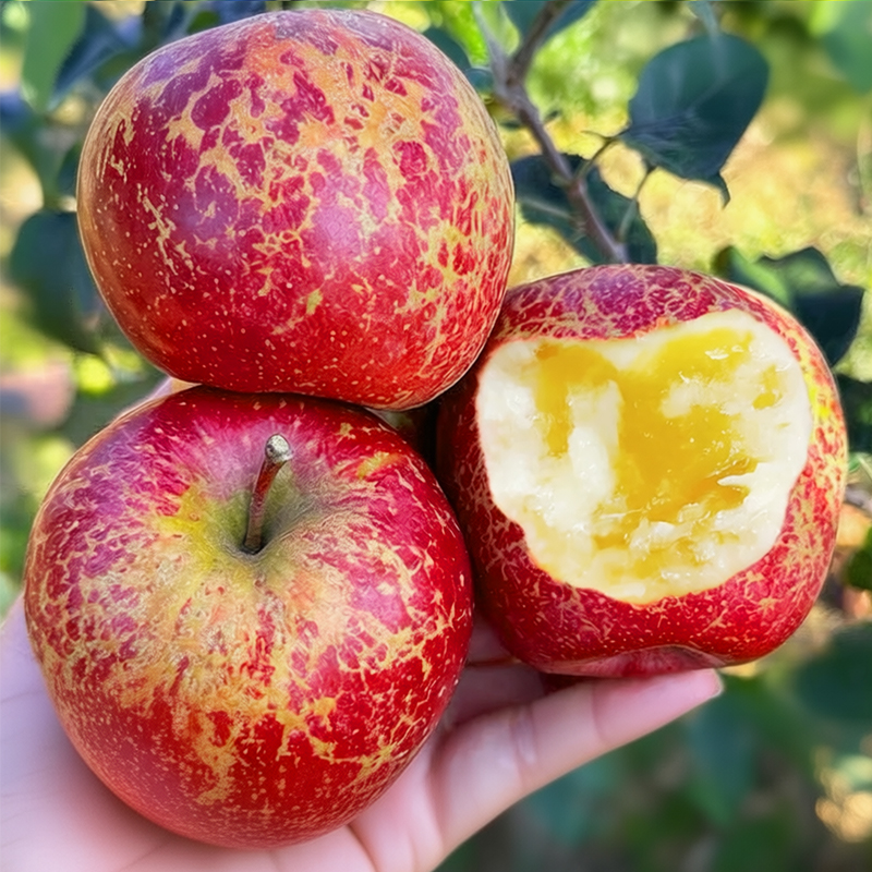 当季正宗云南昭通冰糖心丑苹果新鲜水果果园现摘产地直发脆甜多汁